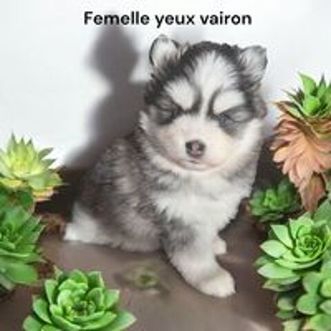   ?Spitz allemand  