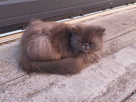 donne contre bon soin chatte persan 0 66000 Perpignan