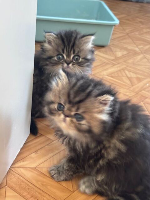 2 chatons persan LOOF 1000 89690 Chéroy
