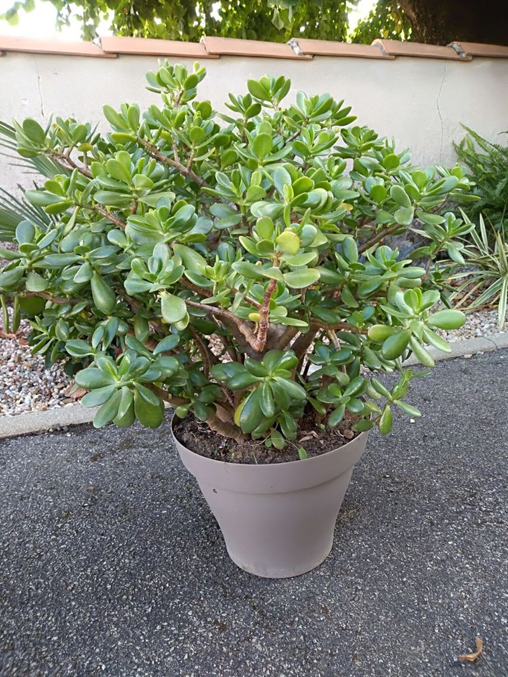 Plante Grasse Grasulla Ovata Jardin