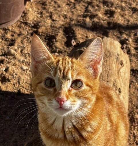 ELLIOT 180 27620 Gasny