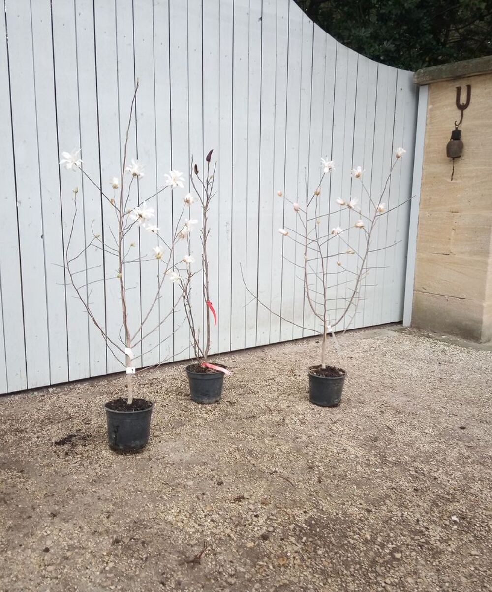 le Magnolia de Soulange en container !!. ??????? Jardin