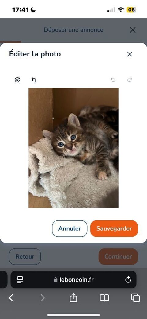 Chatons à  vendre 0 17210 Chevanceaux