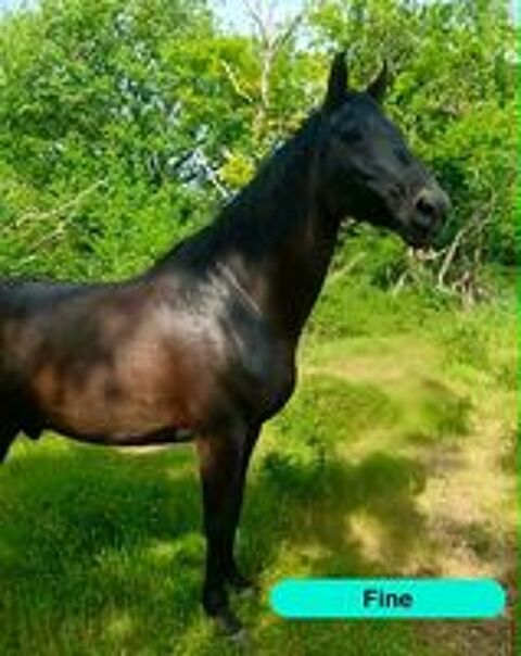   Fine, cheval à adopter 