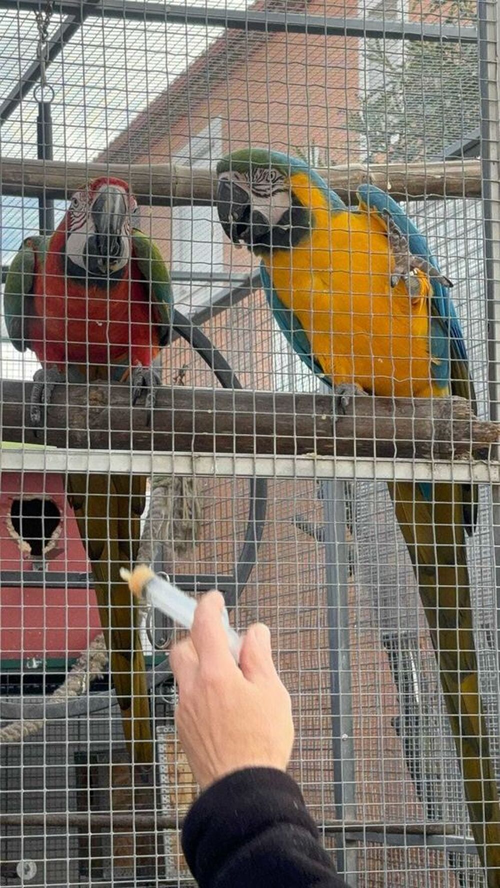 passionn&eacute; d'oiseaux 