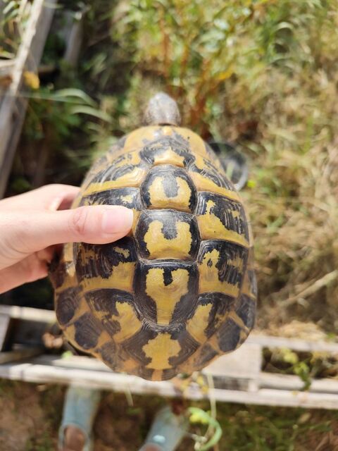 Tortues de terre subadulte et adulte 250 39100 Dole