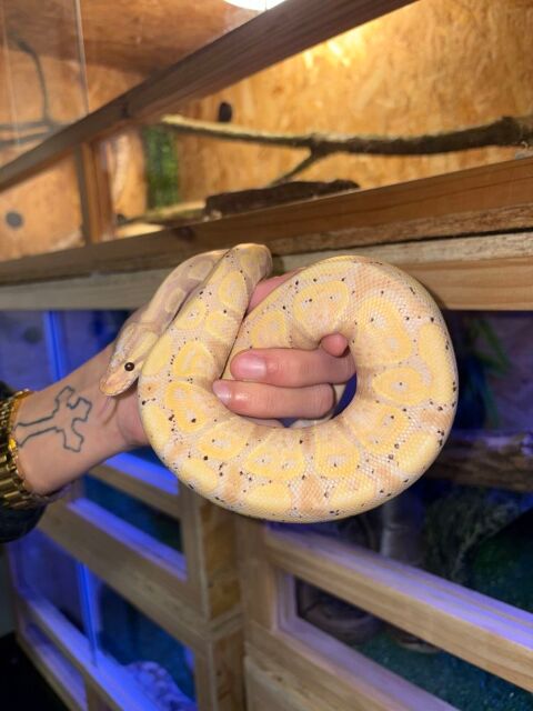 python banana 150 Saint-Laurent-de-Neste (65)