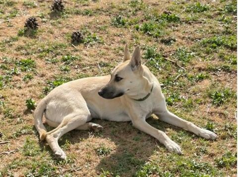 Albane chiot femelle cherche famille serieuse 250 11000 Carcassonne