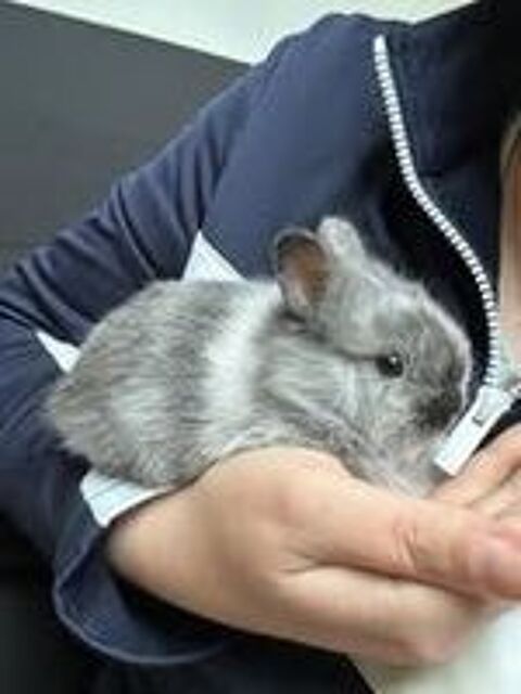   Lapin OLLY  l adoption 