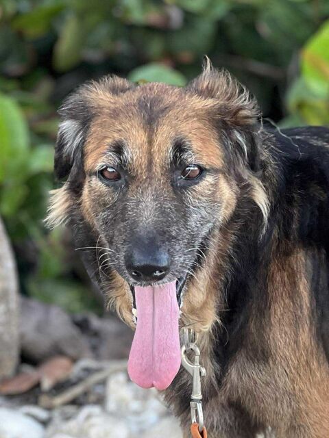 Bobby timide et attachant 150 14100 Beuvillers