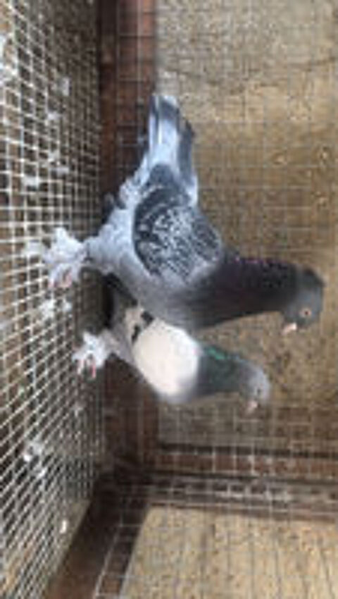   Pigeon takla 