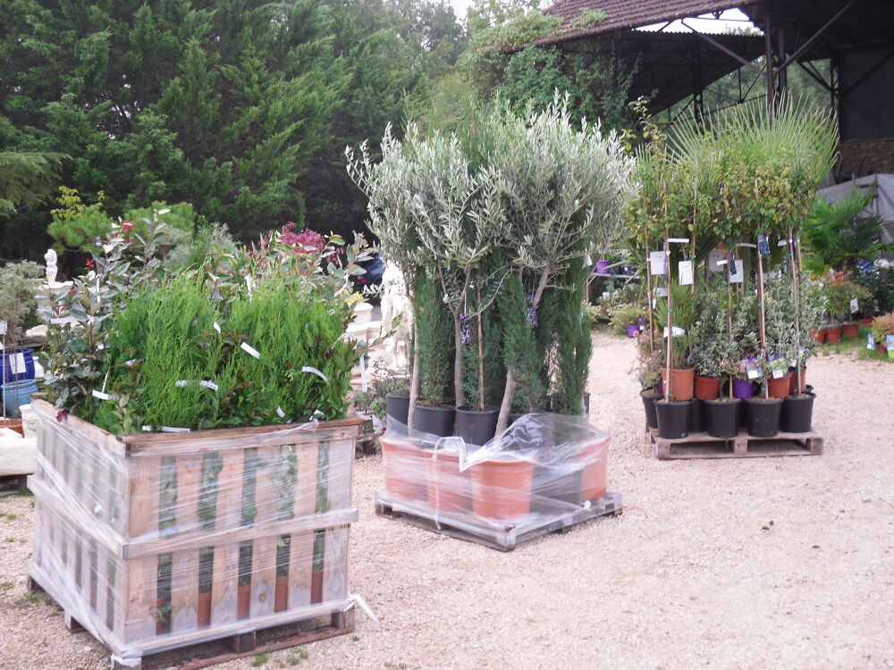 STATUES DE JARDIN / PHOTINIA 7,50 e / POTERIES , FONTAINES Jardin