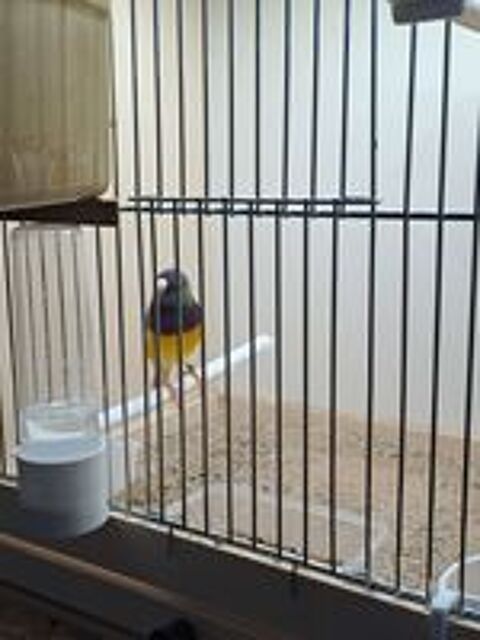   Diamant gould  