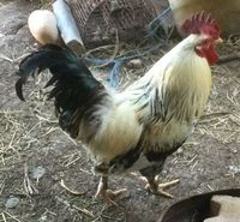   Beau coq de ferme  