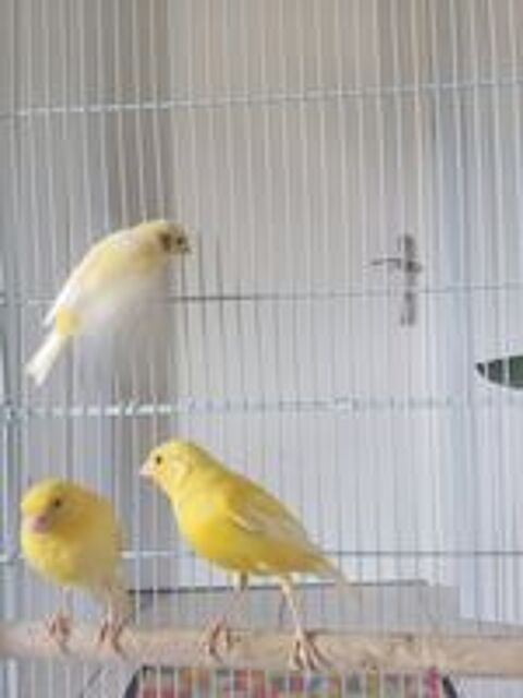   Canaris 
