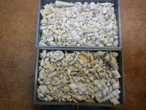 FOSSILES BARTONIEN AU KILO
10 Montry (77)