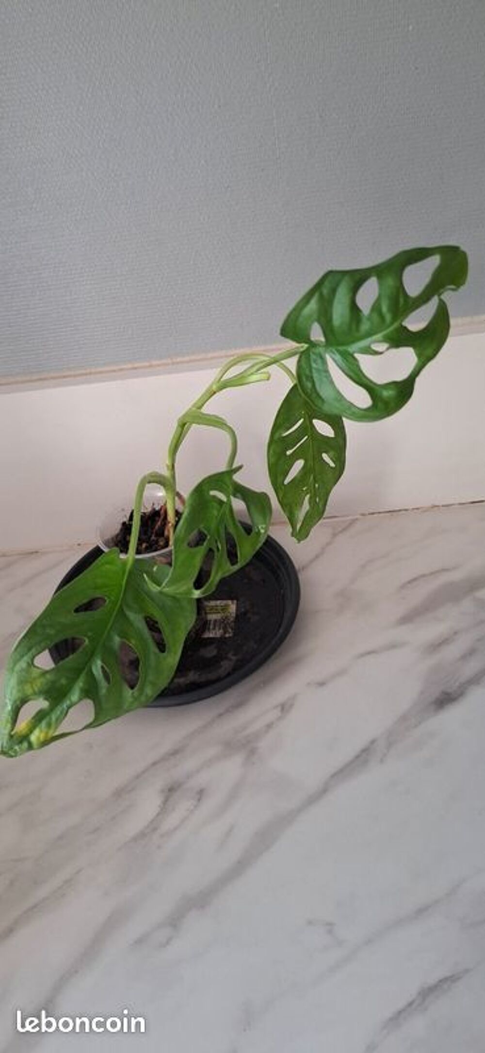 Monstera adansonii bouture 38 Décoration