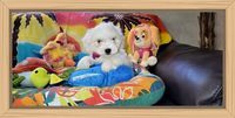   CHIOT BICHON MALTAIS (mâle) 