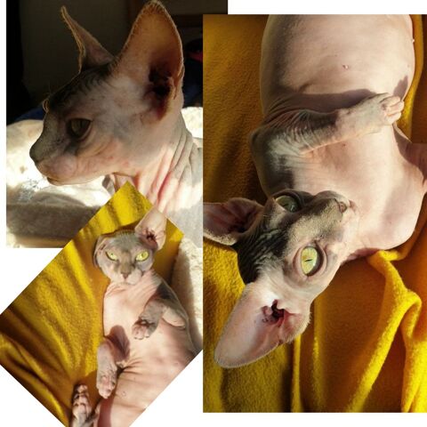 Sphynx femelle 1850 83600 Fr�jus