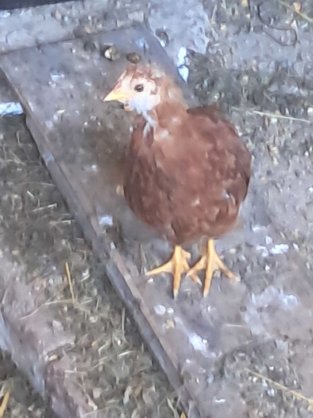   poussin 
