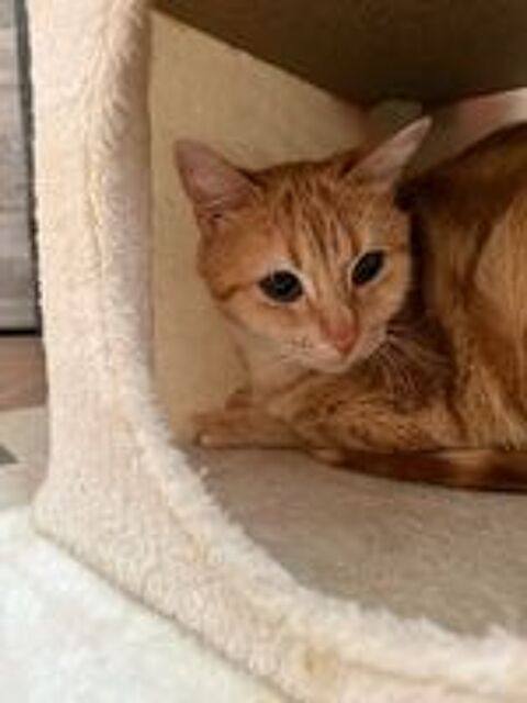   Cookie,3 ans,cherche un bon foyer  
