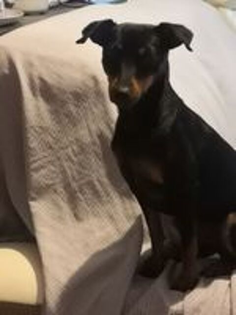   Femelle Pinscher moyen 