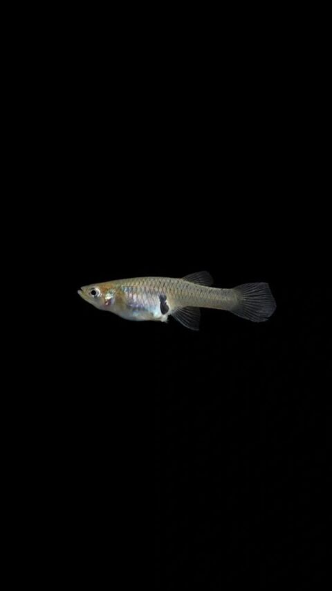 Poissons gambusie ou gambusia Holbrooki 0 33150 Cenon