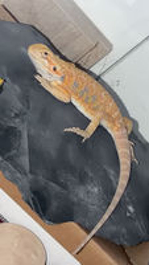   pogona vitticeps 