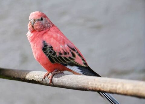 Recherche sur la  r&eacute;gion Rennaise m&acirc;le Bourke. 35 35310 Chavagne