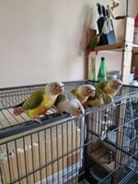   Grande perruche conures molinae  