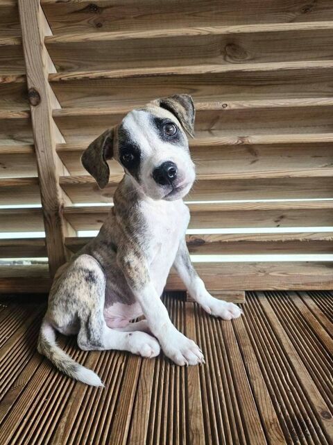 Sunrise, M&acirc;le, X Berger, n&eacute; le 24/04/2026 🐶 300 92000 Nanterre