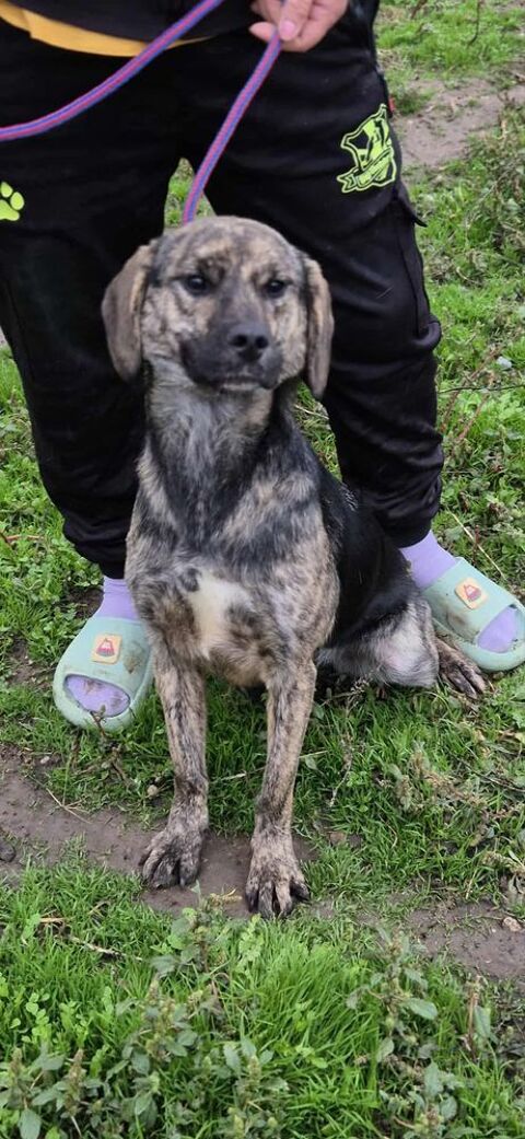 MOLLY croisée bringée 16 mois 280 59300 Aulnoy-lez-valenciennes