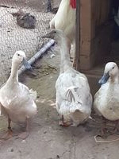   Canards , coqs et poules  
