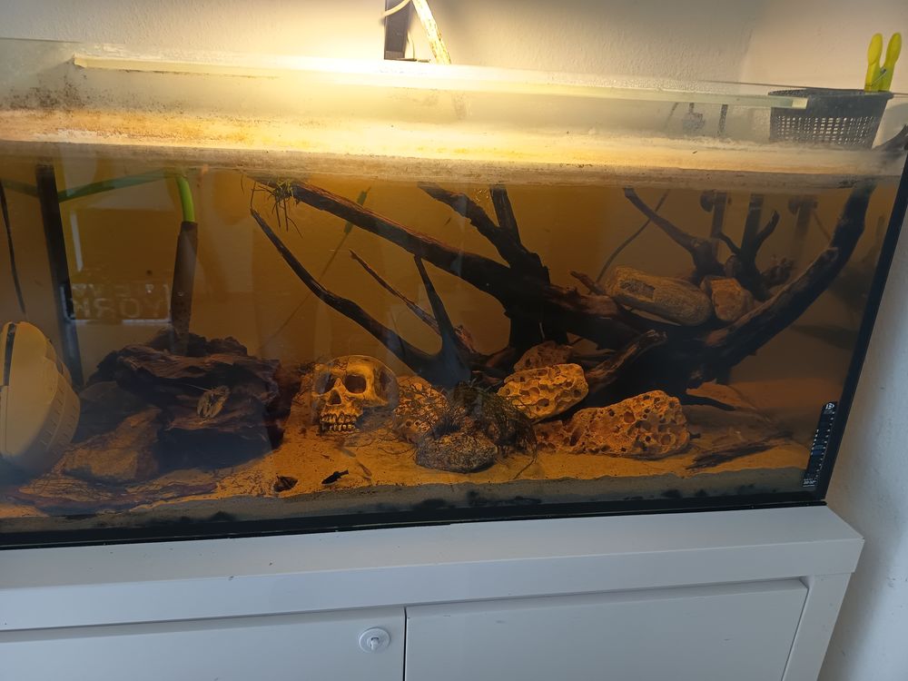   Aquarium 220L complet avec population 80 euros  