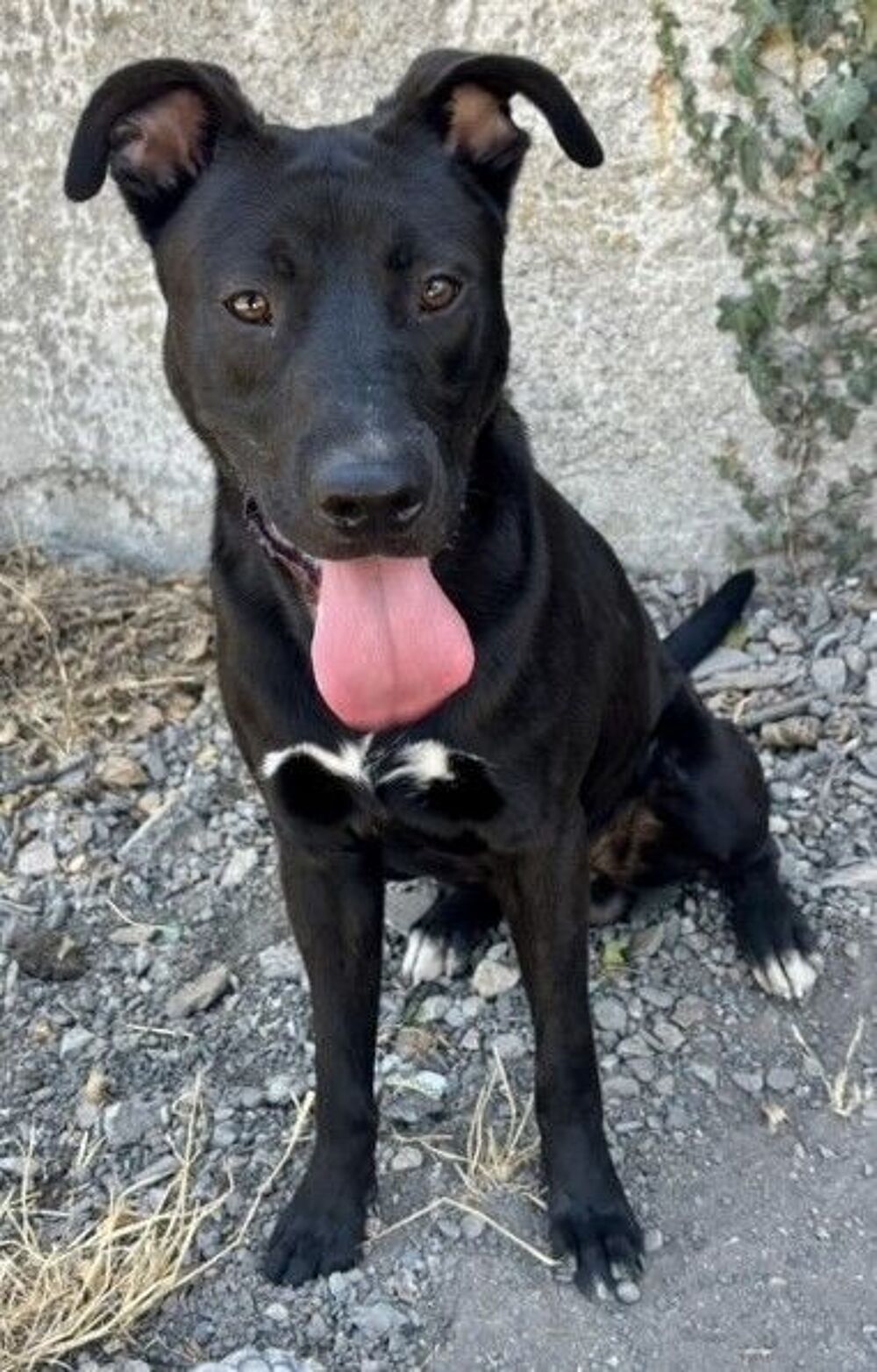   BRAVO, chiot croisé labrador 9 mois  