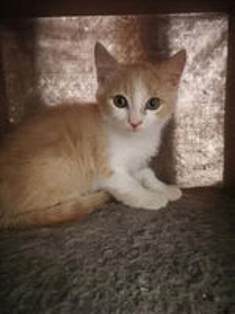   Jerry chaton roux et blanc 2mois cherche famille 