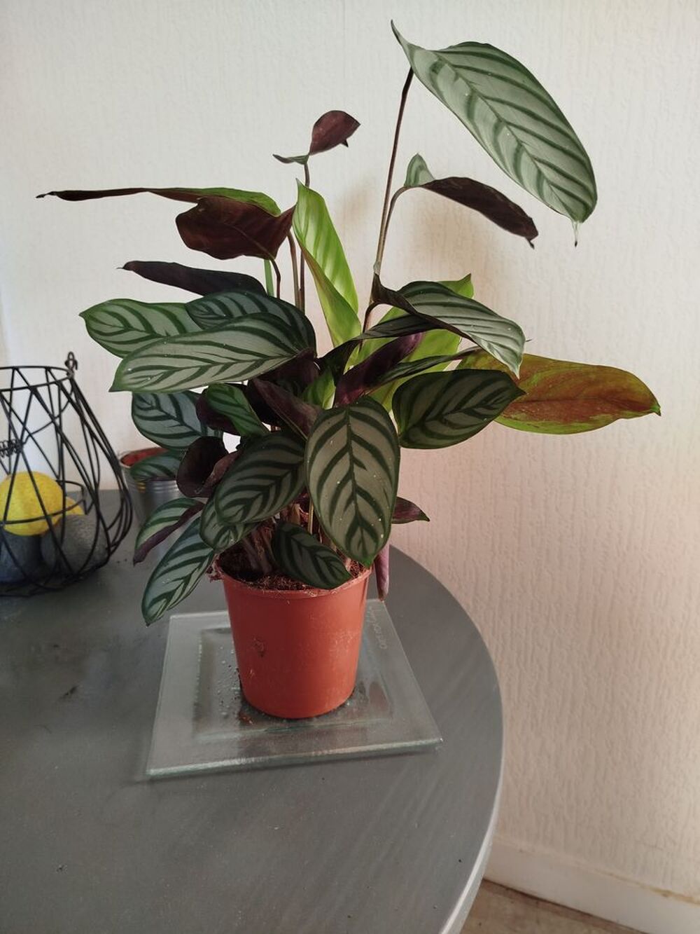 Plante Calathea tr&egrave;s bien Décoration