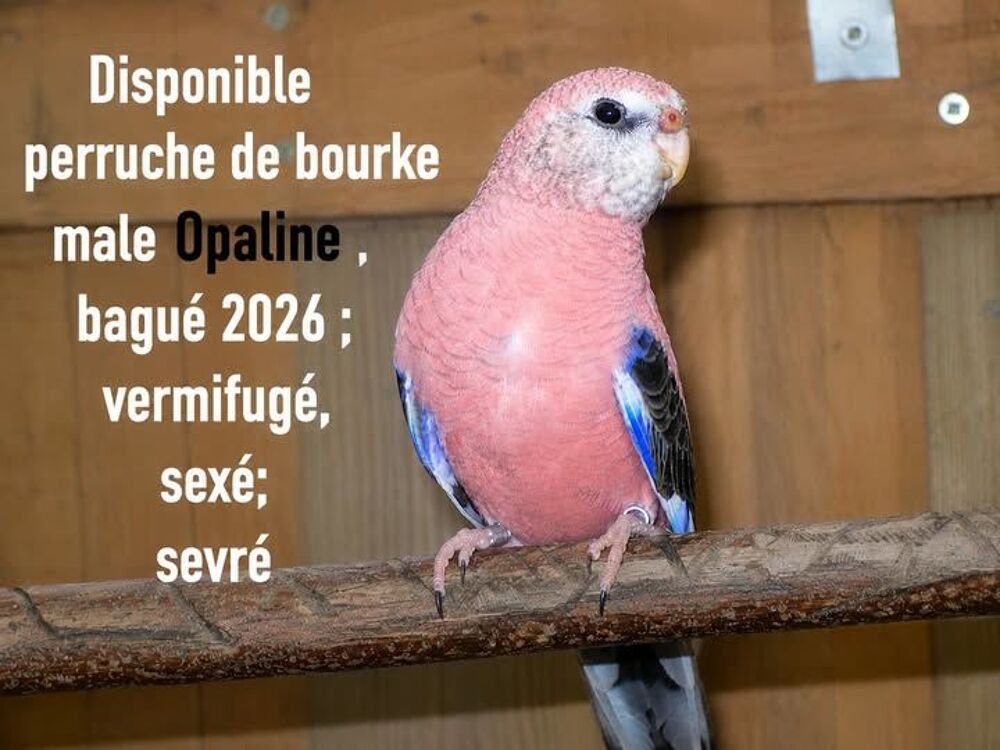   perruche de bourke male lutino 