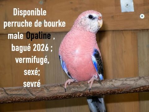 perruche de bourke male lutino 40 79320 Moncoutant
