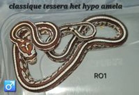   Pantherophis guttatus okeetee et classique  
