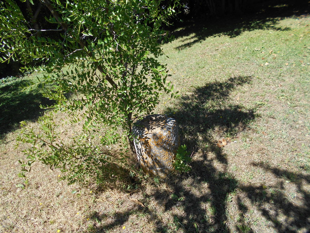 rouleau ancien Jardin