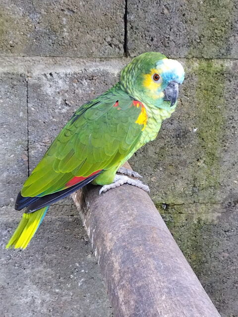 Perroquet Amazone Front Bleu Aestiva 400 37000 Tours