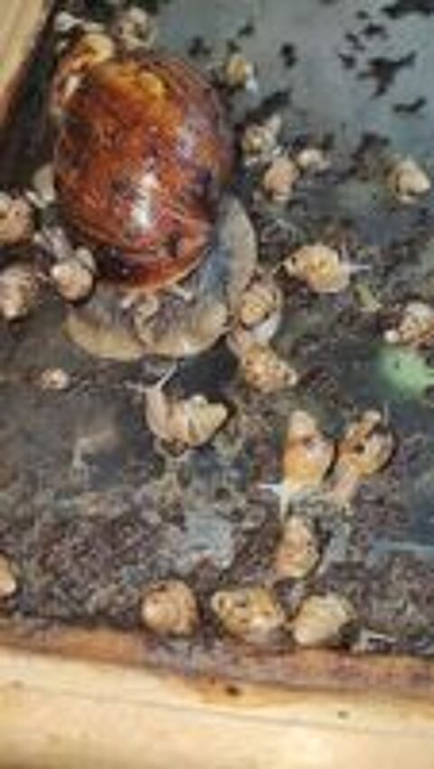   Escargots géant d'Afrique  