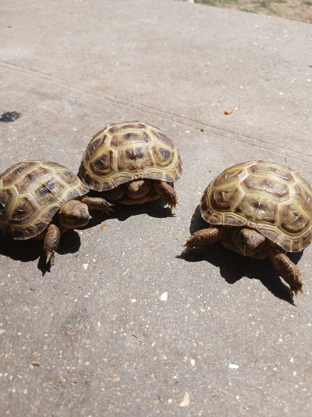 Tortues de terre (steppes, horsfield) 