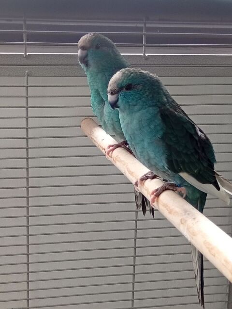 Jeunes kakarikis mâles bleus et panachés bleus 60 01170 Sgny