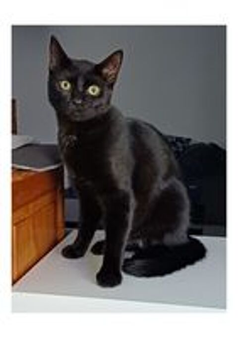   MILO CHAT NOIR 1 AN 