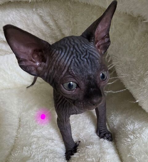Adorable Chatons sphynx 1200 79800 Souvigné