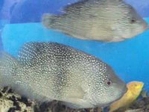   cichlides americains texas   cpl adulte 22 et 17cm 