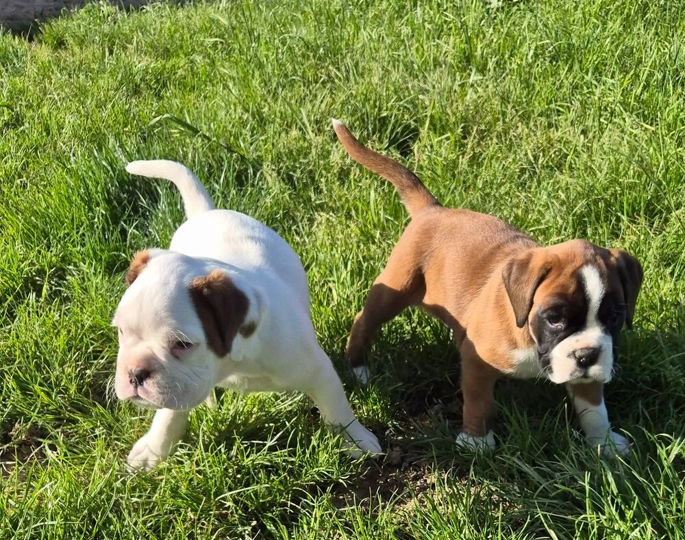   Chiots boxer LOF 