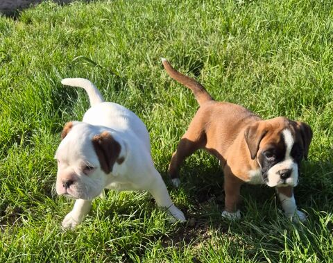 Chiots boxer LOF 1250 82200 Moissac